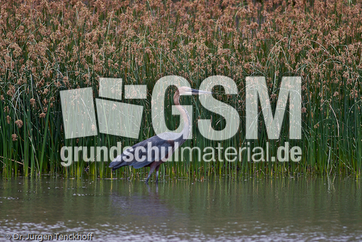 Purpurreiher (6 von 12).jpg